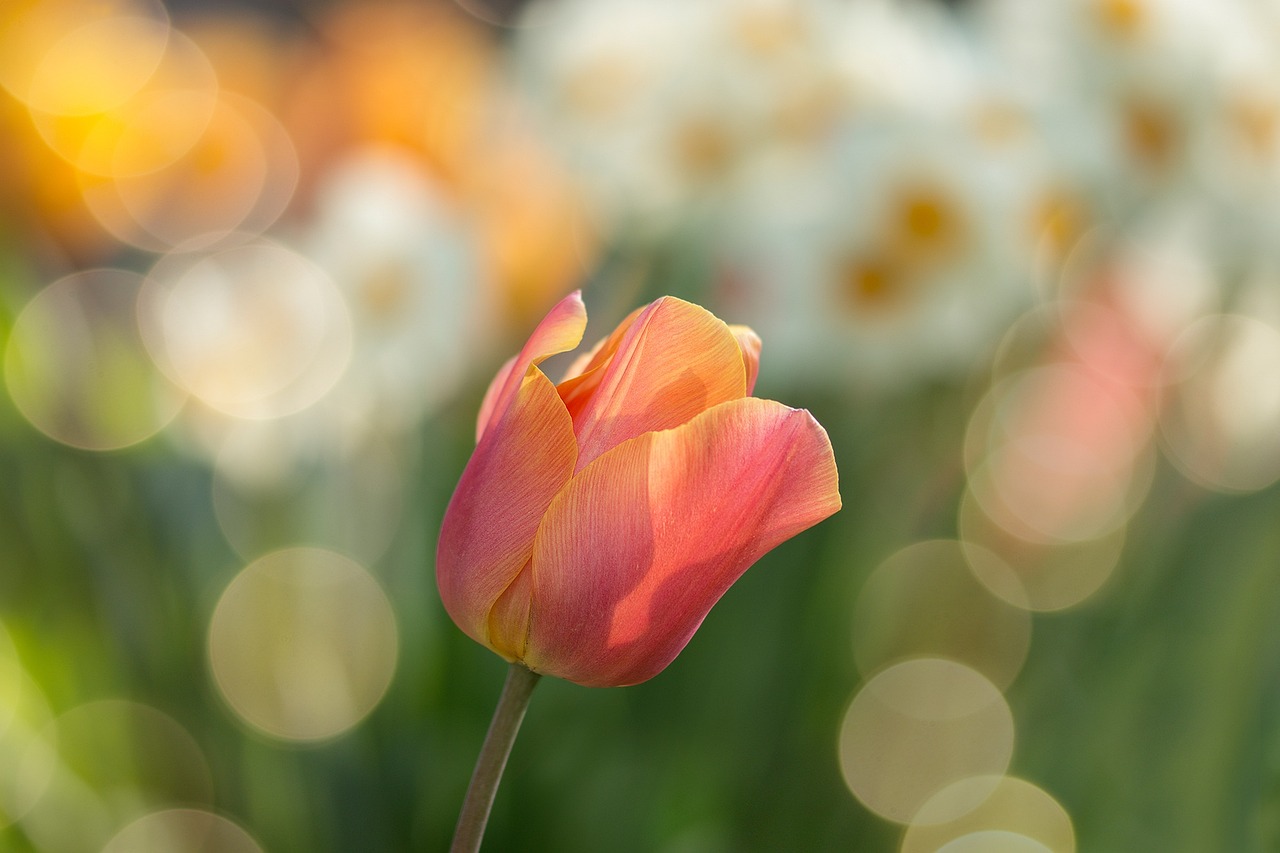 tulip-02