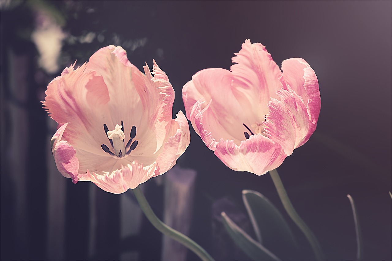 tulip1-01