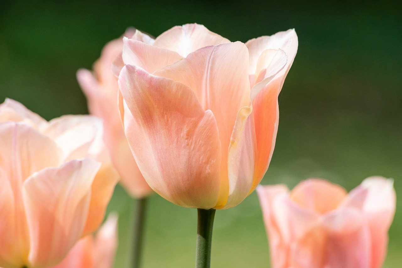 tulip2-03