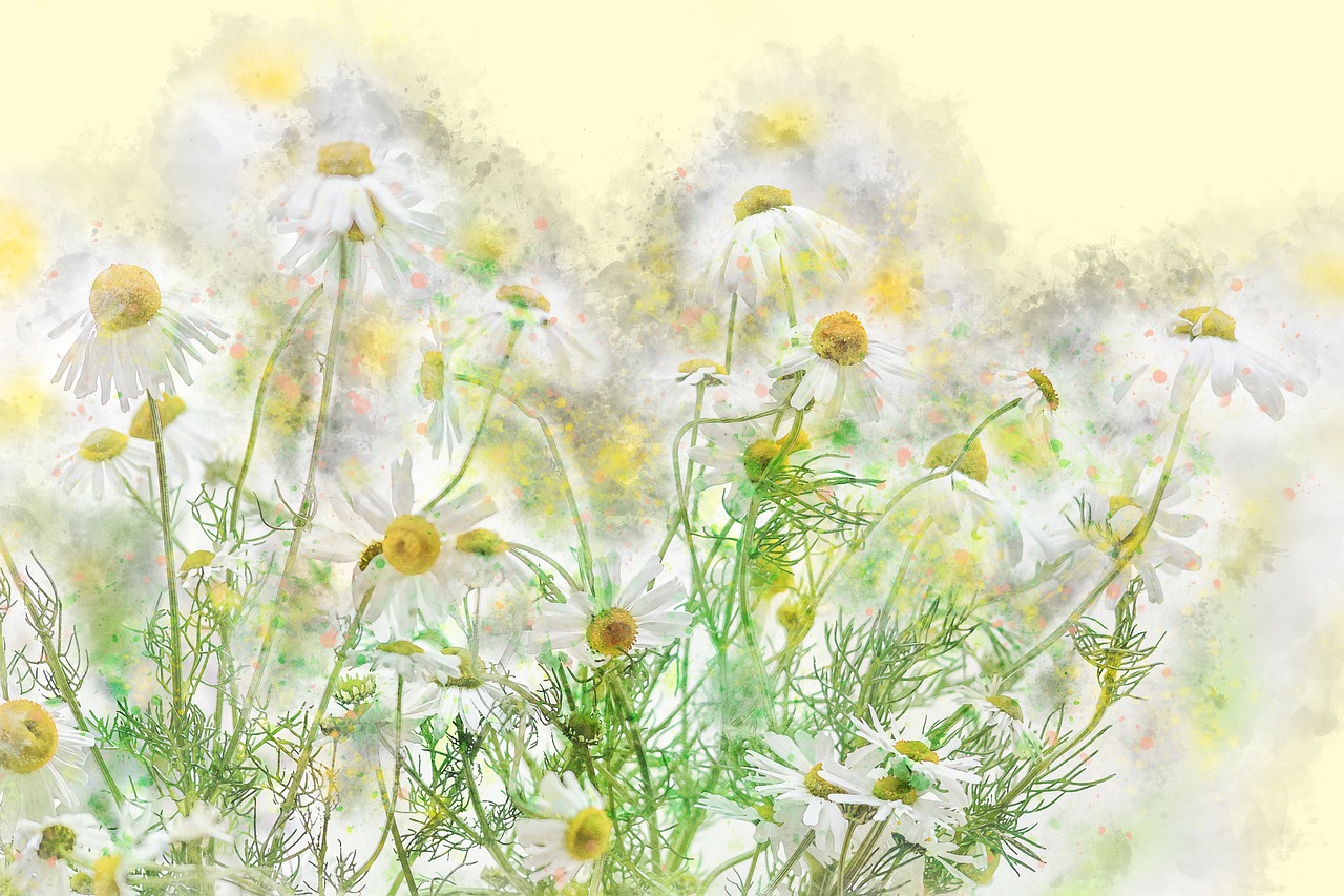 chamomile-01